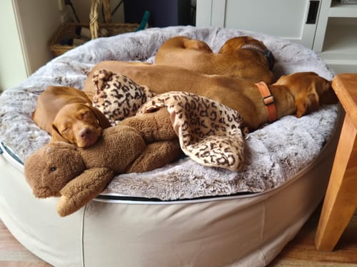 Customer photo review of Large Rebound Foam Mattress Dog Bed - Interior/Outdoor