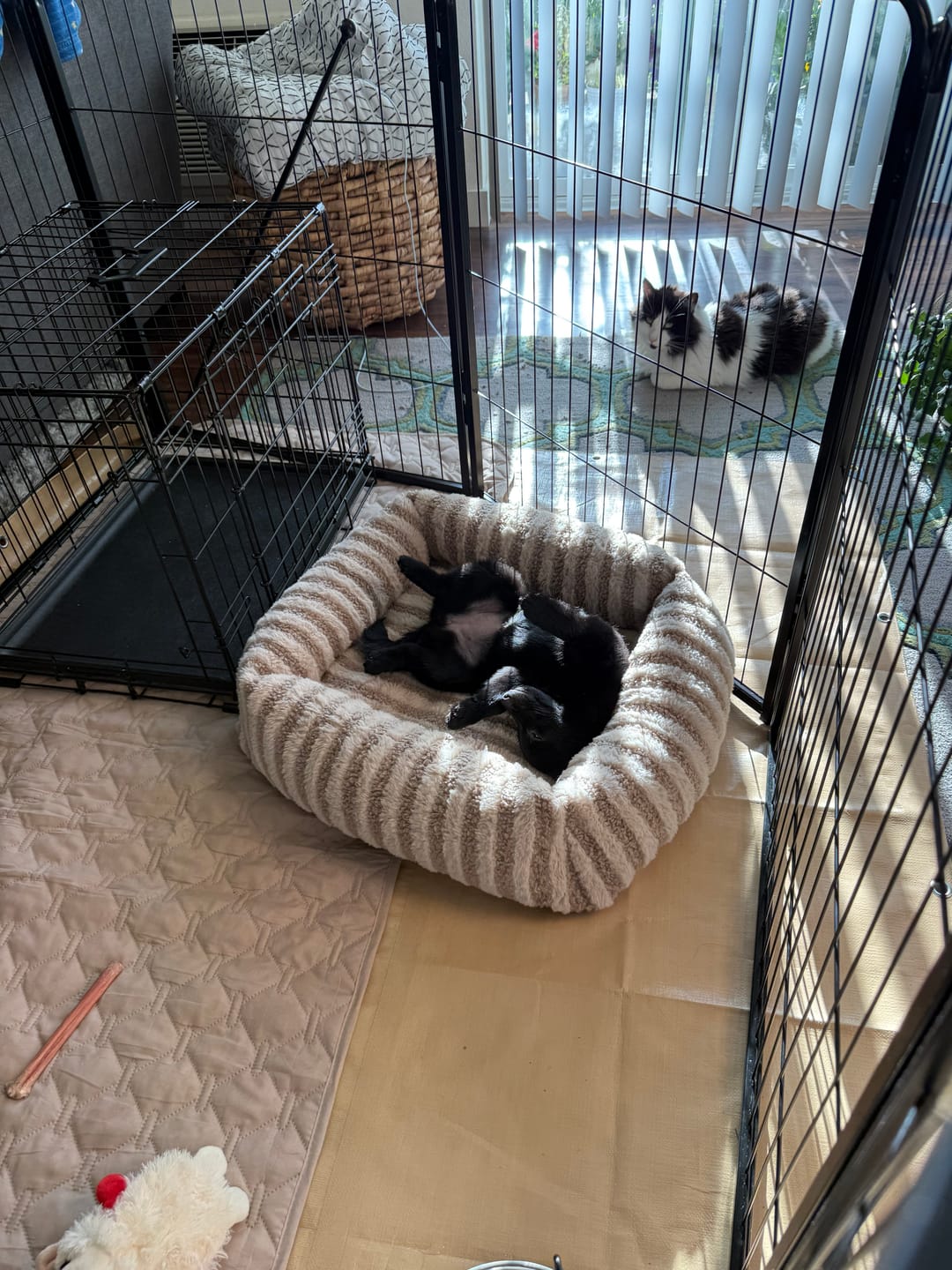 Customer photo review of Homeplus Dog Playpen for Indoor Use