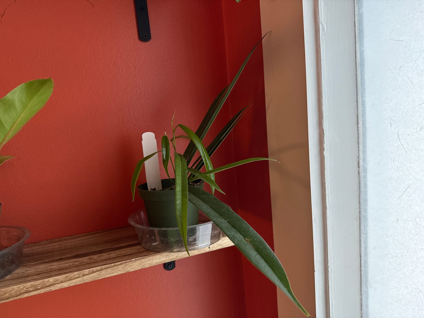 Customer photo review of Ficus maclellandii 'Alii'