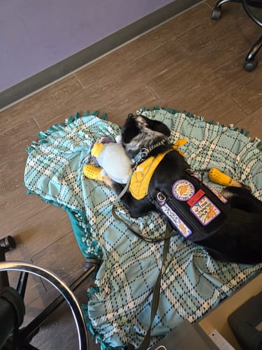 Customer photo review of WagWellies® Mojave