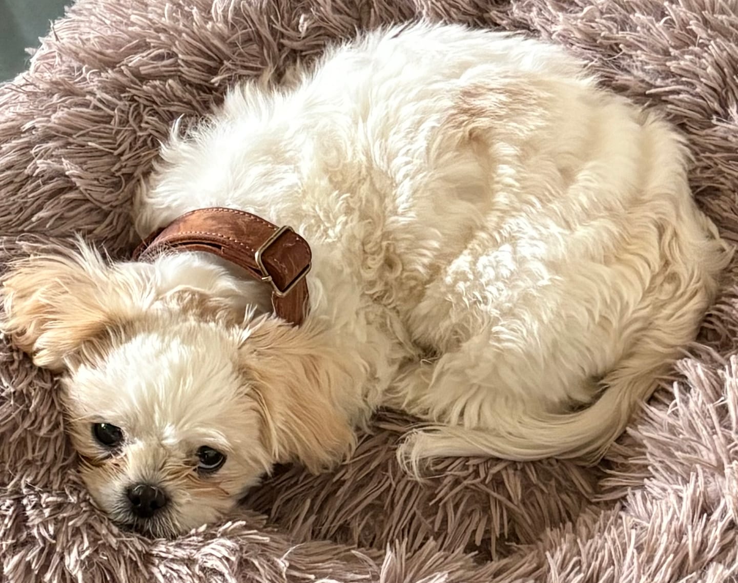 Customer photo review of Leather Dog Collar with Rustic Buckle