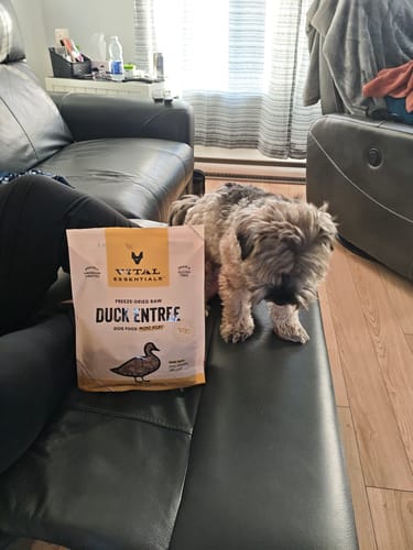 Customer photo review of Vital Essentials - Mini-fibres crues lyophilisées de viande pour chien