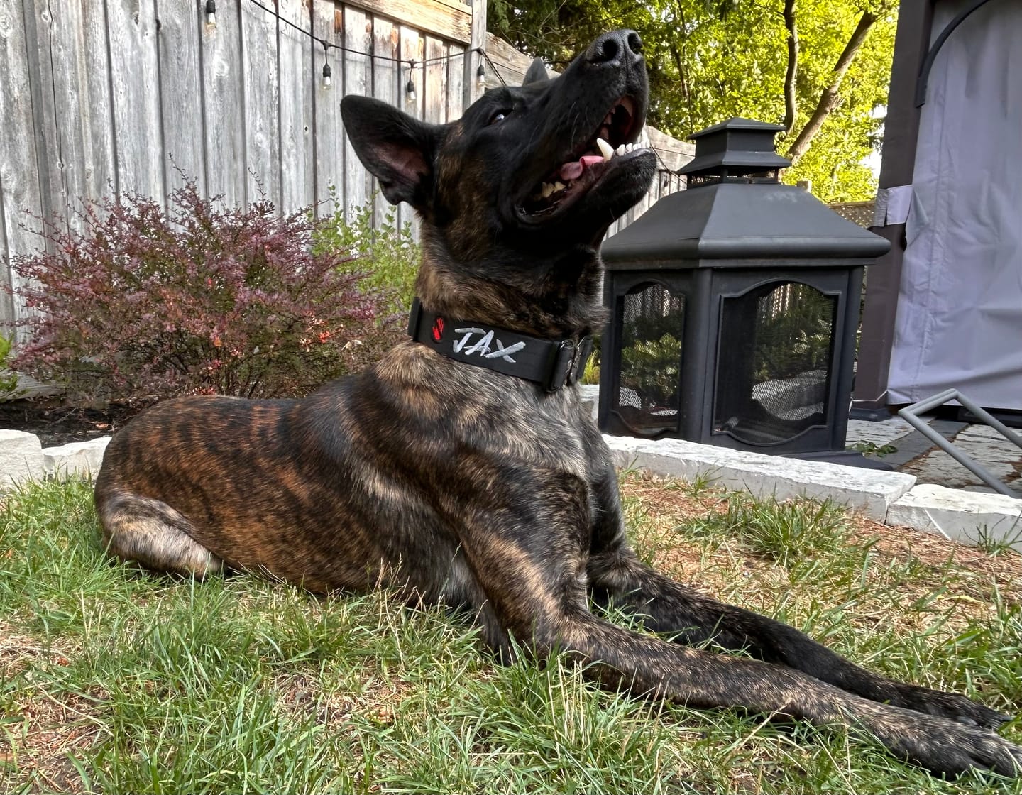 Customer photo review of 1.5" Tacti Slim Dog Collar- Black