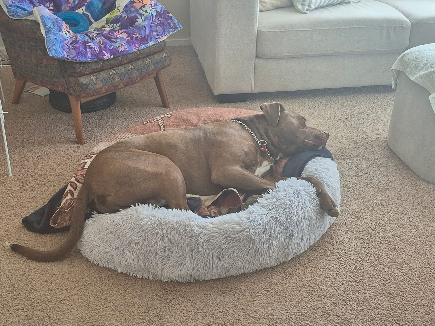 Customer photo review of Brooklyn® Nest Dog Bed