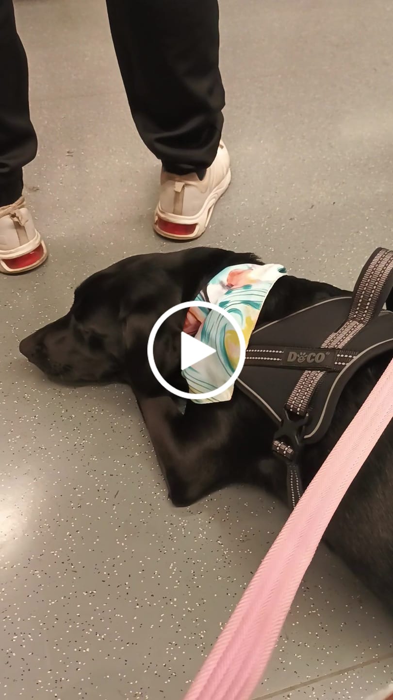 Customer video review of Alimento Perro Adulto Toda Raza Proteína Insectos (Copia SM)