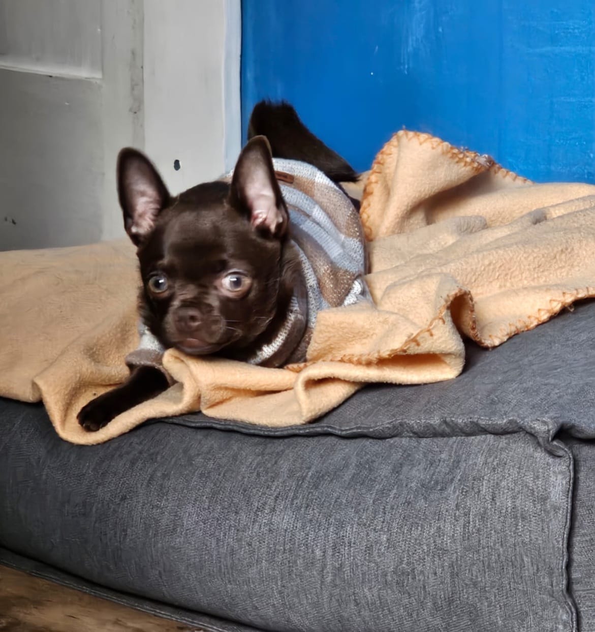 Customer photo review of Cama Cojín Gris
