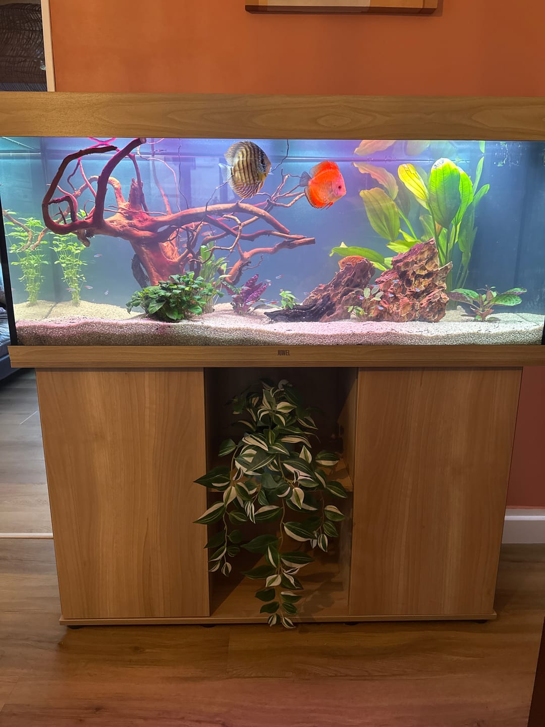Customer photo review of Aquarium Rio 240 LED Chêne Équipé JUWEL - 240L
