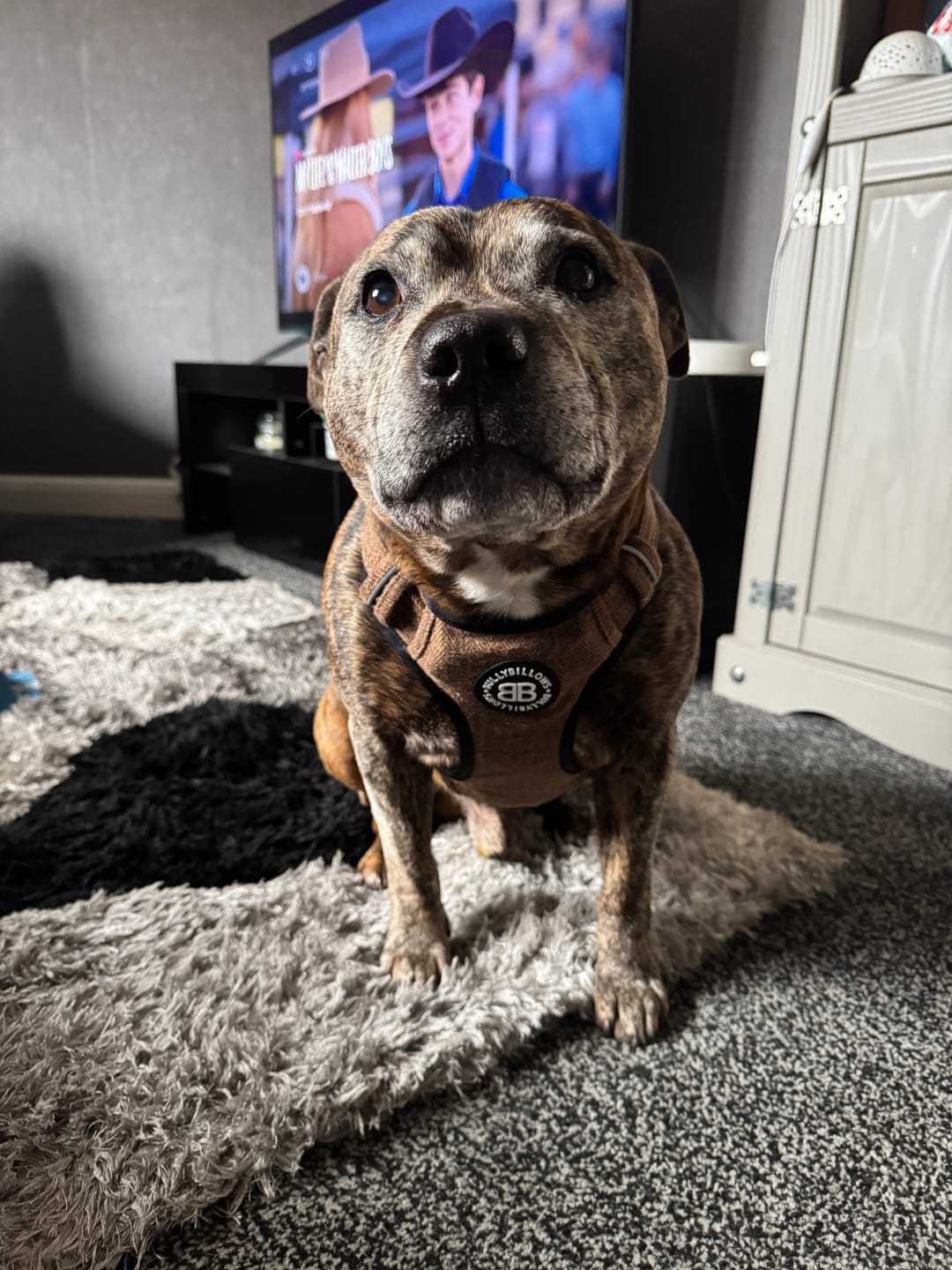Customer photo review of Premium Comfort Herringbone Harness | Non Restrictive - Classic Tan