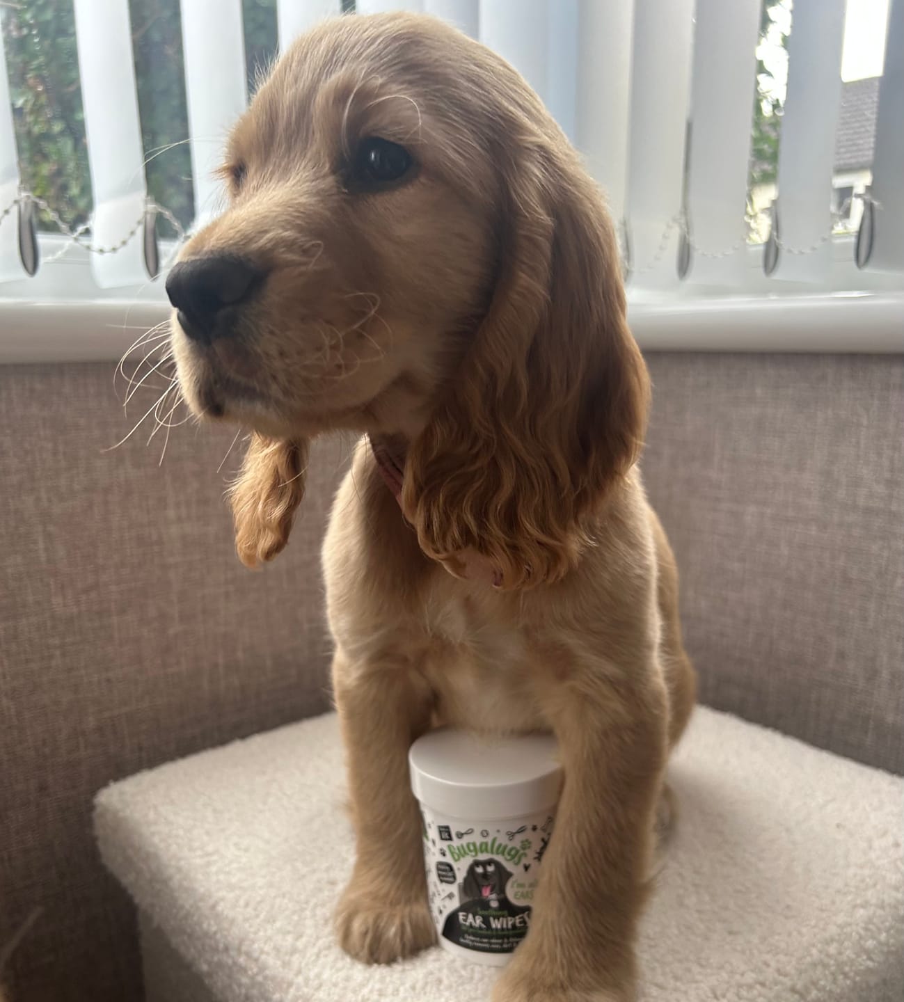 Customer photo review of Soothing Ear Wipes for Dogs 100 Pre-soaked & Biodegradable Wipes