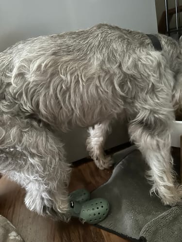 Customer photo review of WagWellies® Mojave