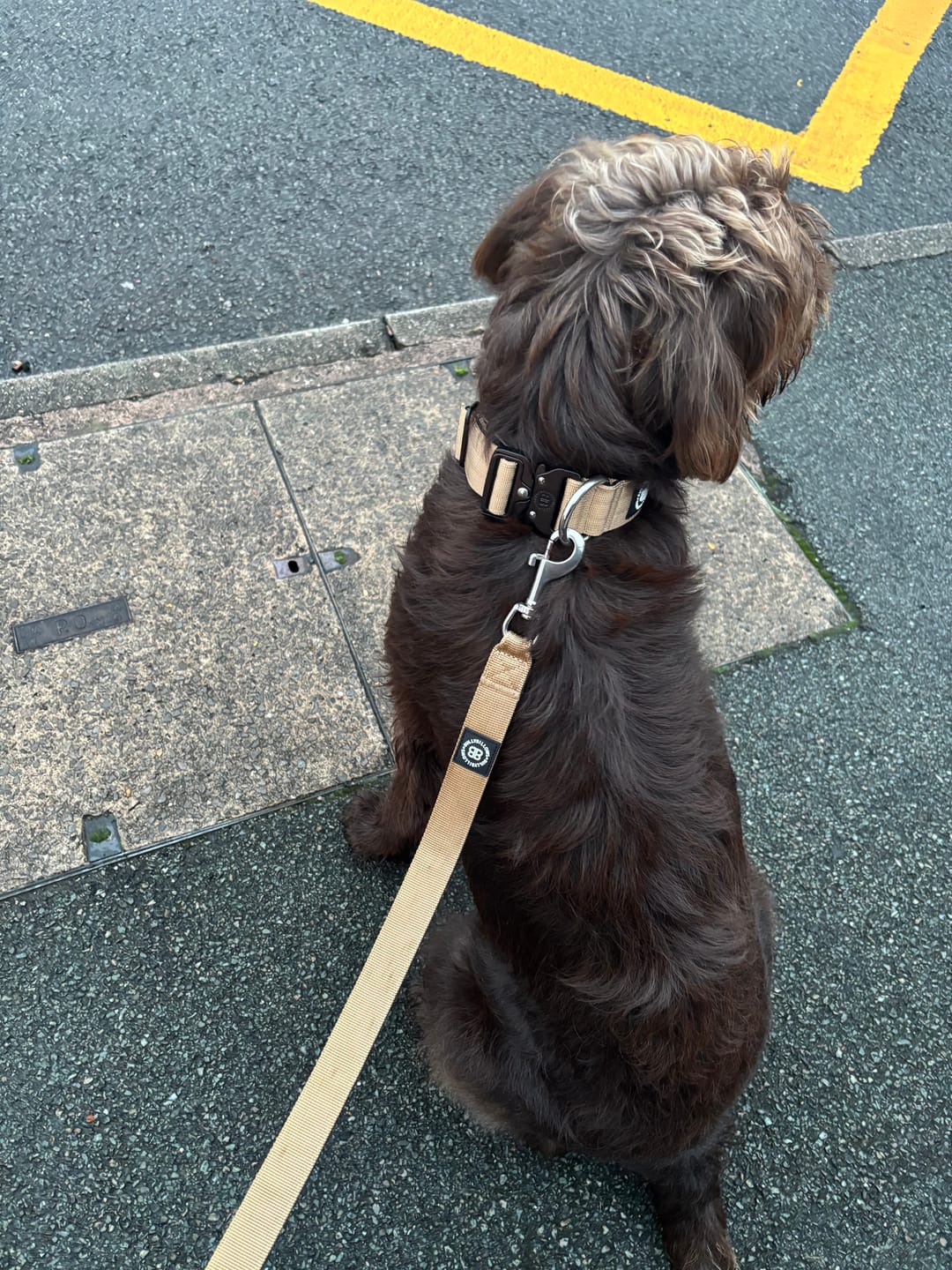 Customer photo review of 4cm Combat® Collar | Rated Clip - NO HANDLE - Tan