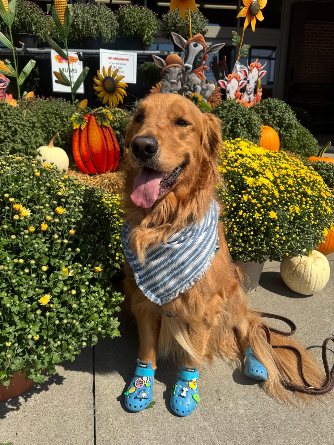 Customer photo review of WagWellie® Mojave Single