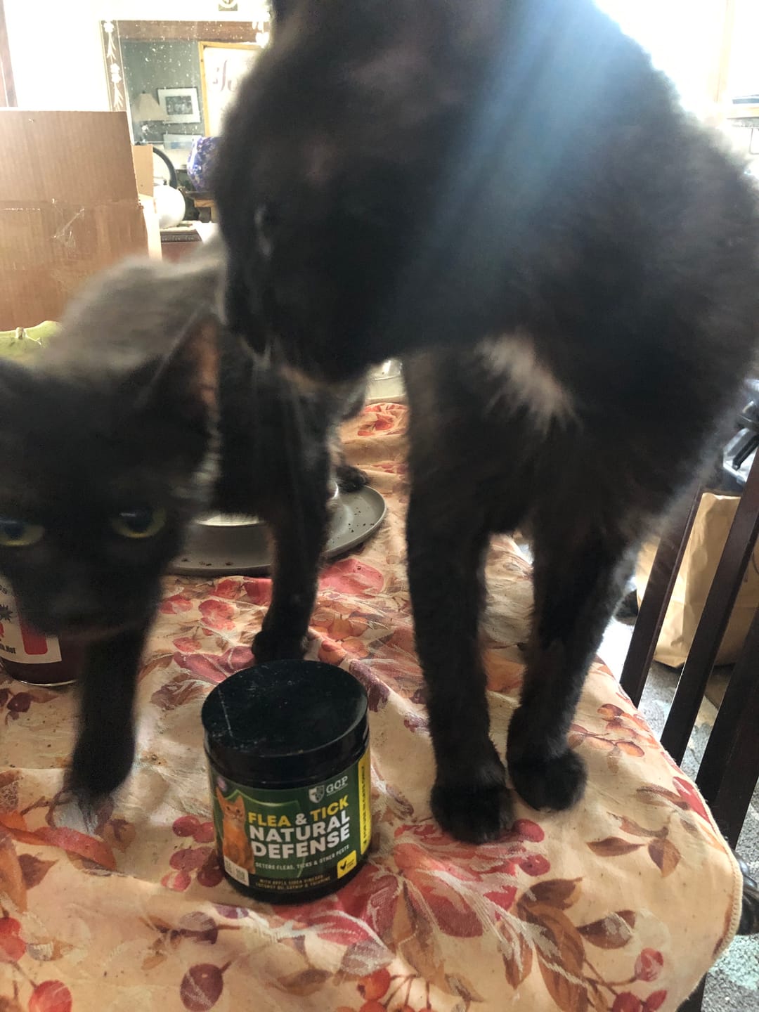 Customer photo review of GCP Flea & Tick Natural Defense for Cats - 100 Soft Chews