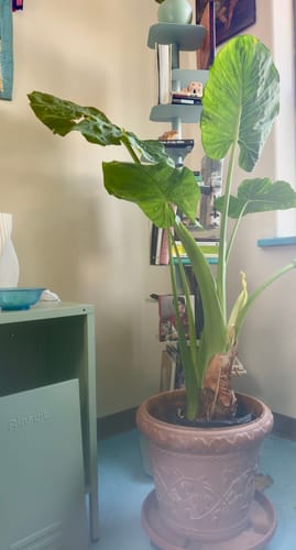 Customer photo review of Large Alocasia 'Odora'