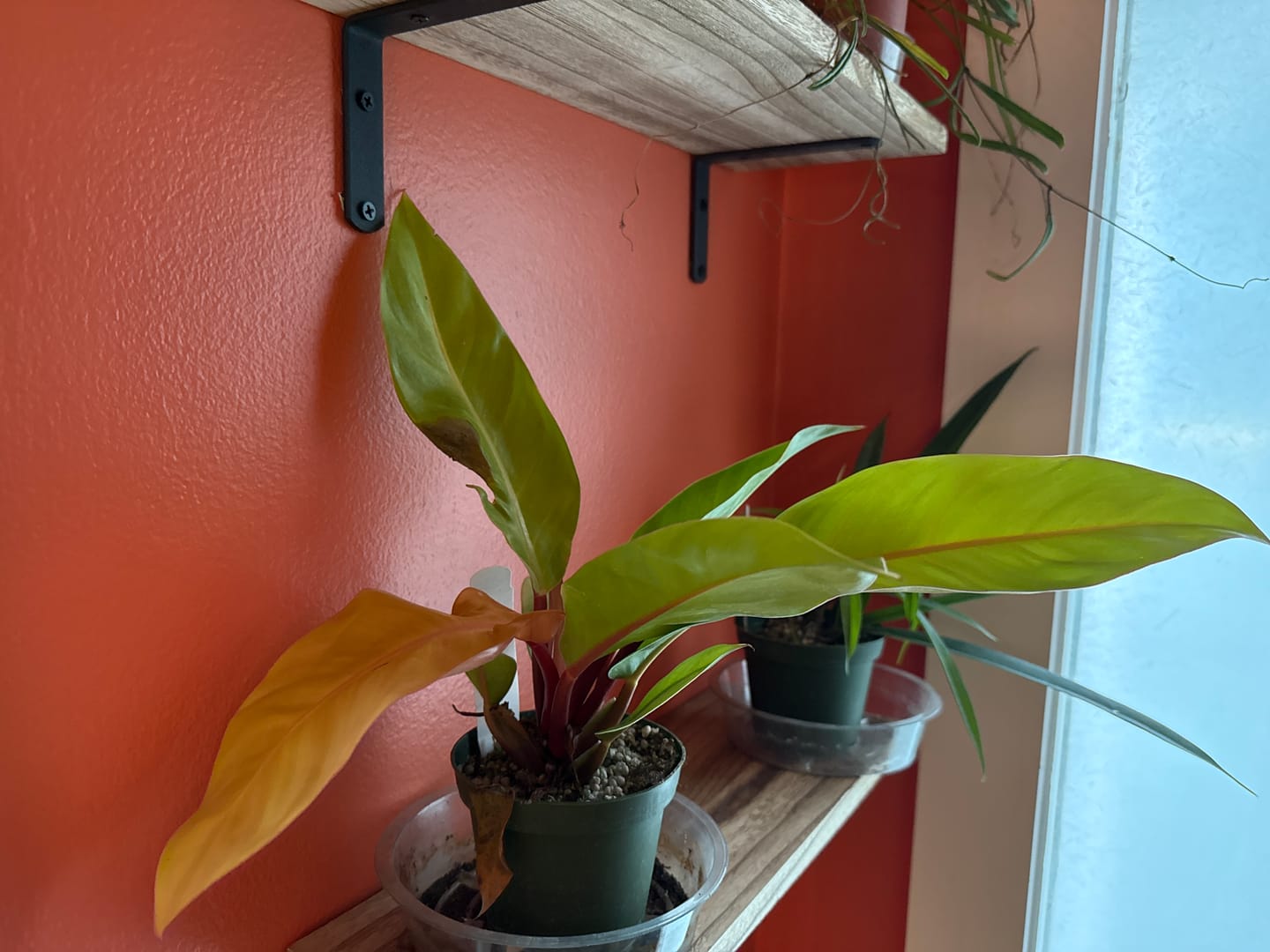 Customer photo review of Philodendron 'Prince of Orange'