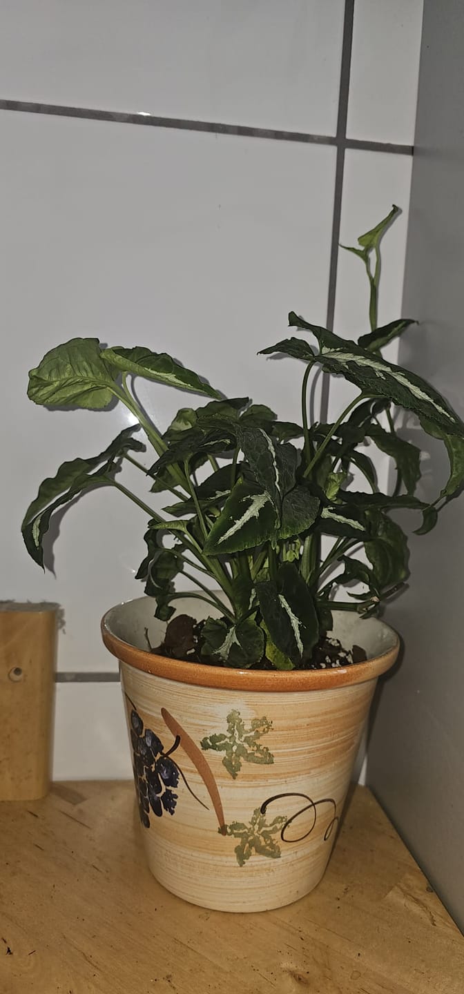 Customer photo review of SYNGONIUM WENDLANDII