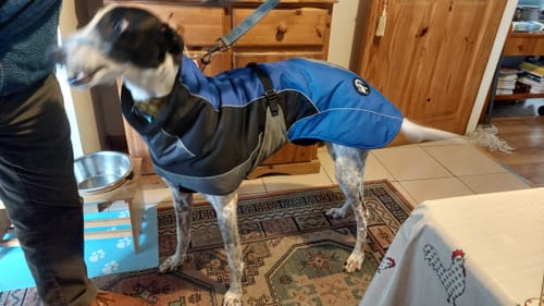 Customer photo review of Blaze - Summer/Winter Sighthound Coat with Harness Hole