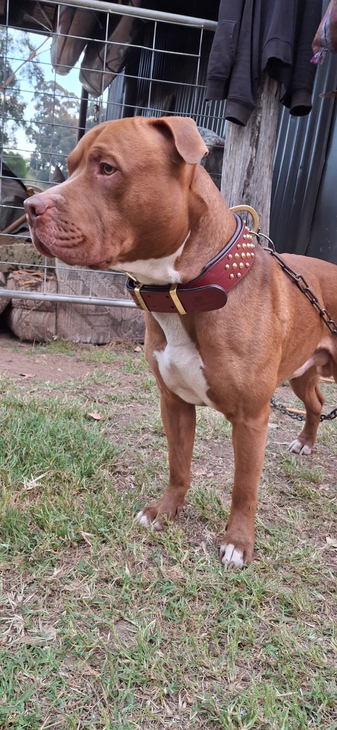 Customer photo review of Hand Made Leather Dog Collar - RuffNeck Cherry & Brass (Wide Fit)