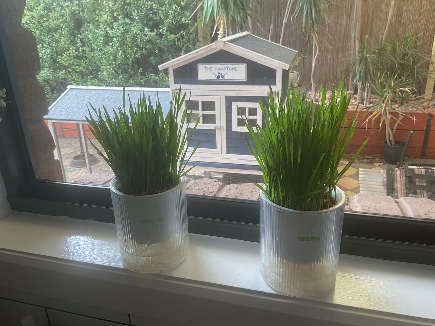 Customer photo review of MICHU All-in-One Soil-Free Cat Grass Grow Kit with Australian Seed and Mulch, Made in Australia