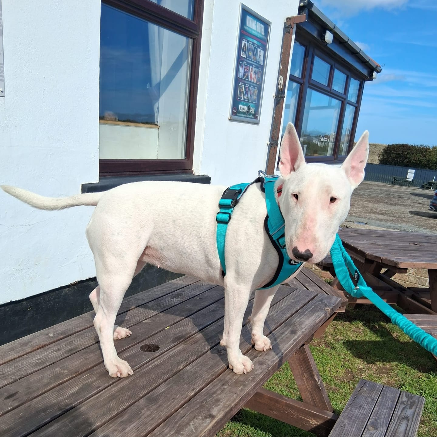 Customer photo review of Comfort Premium Harness | Non Restrictive - Turquoise