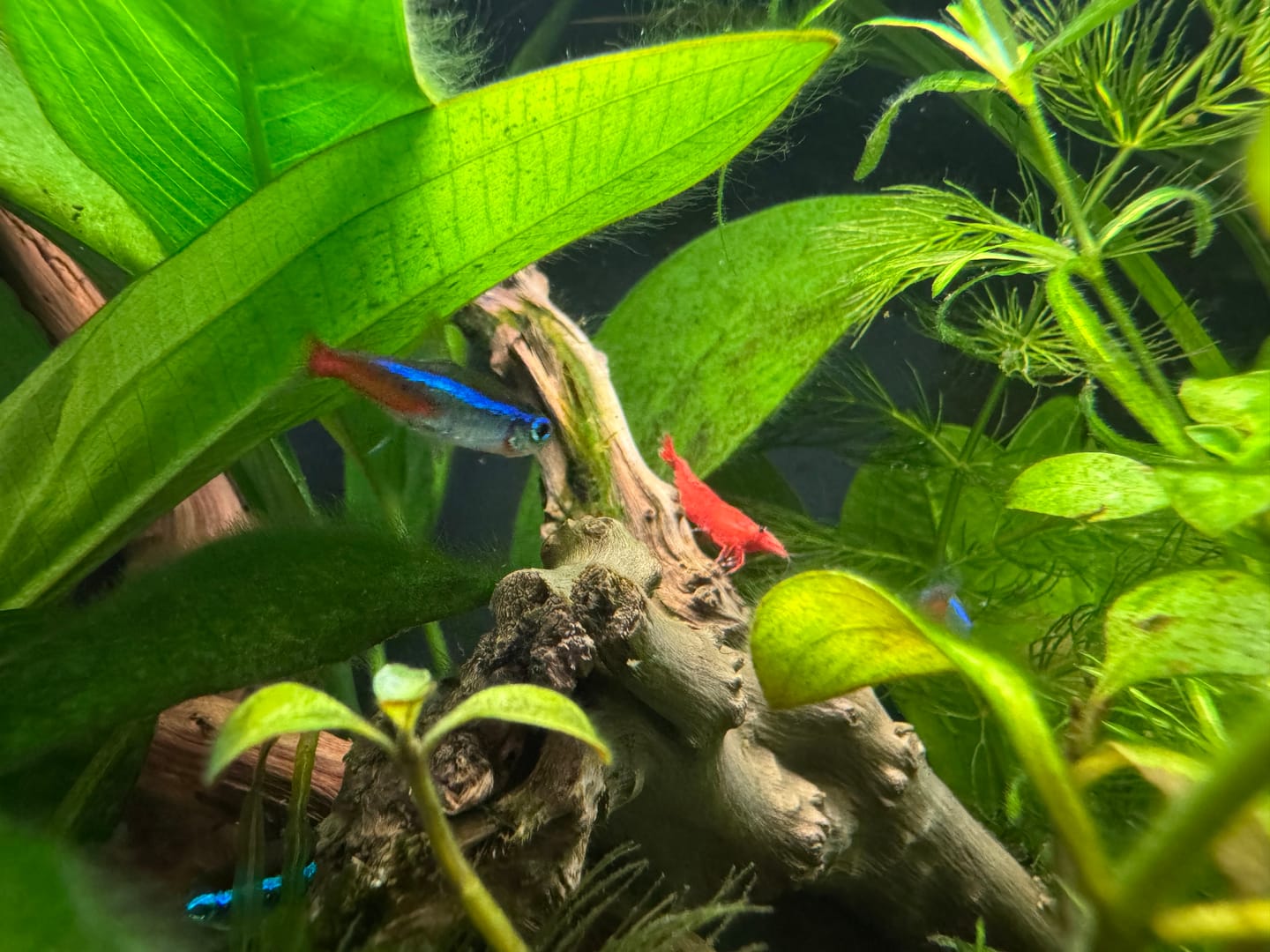 Customer photo review of Blue Dream Neocaridina Shrimp