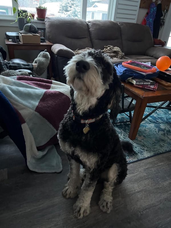 Customer photo review of Neakasa P2 Pro 5-in-1 Haustierpflege mit Staubsauger für Hunde & Katzen