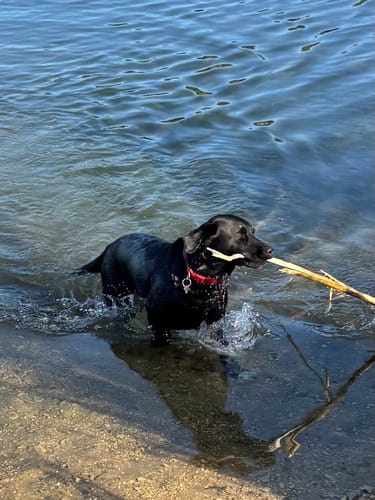 Customer photo review of Symply Fresh Chicken Large Breed Dog Food