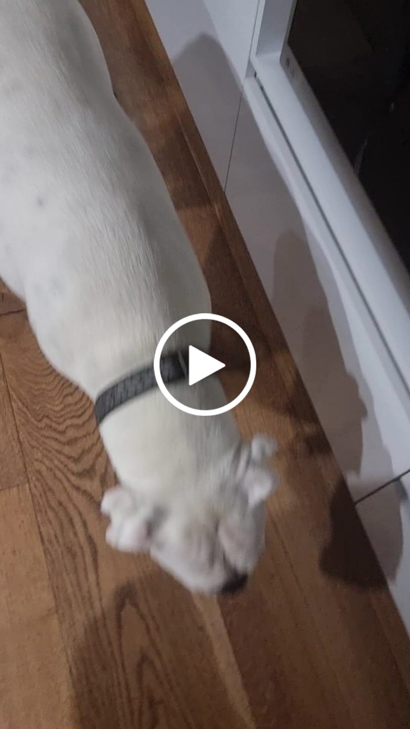 Customer video review of Dog Meal Topper - Turmeric with Probiotics (Vegan)