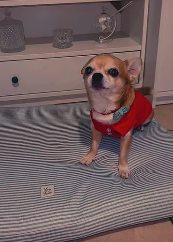 Customer photo review of Materassino Sfoderabile Cotone Premium Riga Stretta Azzurro