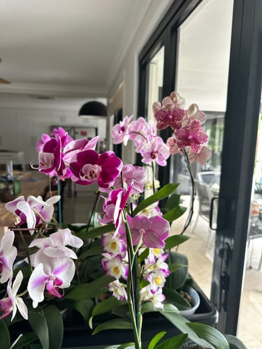 Marcia H. review photo — orchids flourishing in Orchiata bark