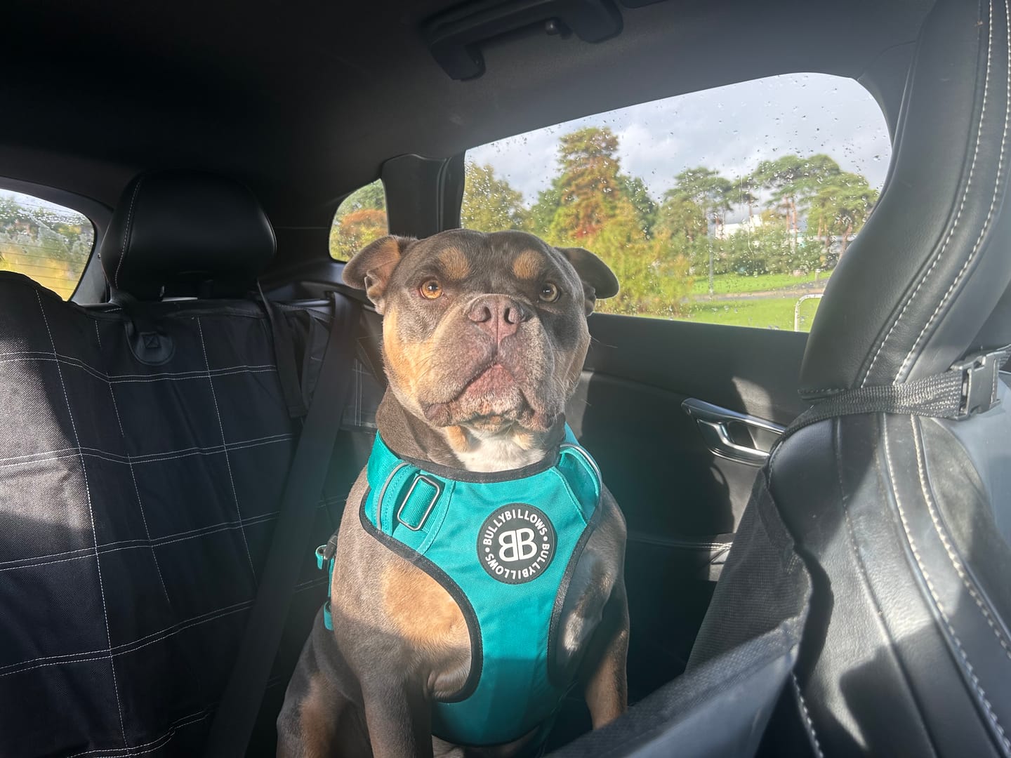 Customer photo review of Comfort Premium Harness | Non Restrictive - Turquoise