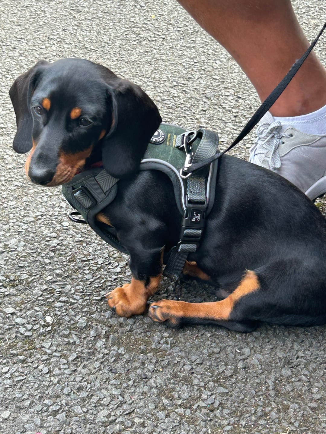 Customer photo review of Trail & Glow Tweed Dog Harness - Forest Tweed