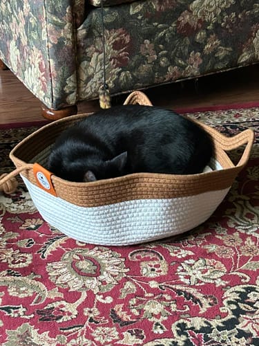 Customer photo review of Instinct Basket | Handwoven & Chemical-Free Cat Territory