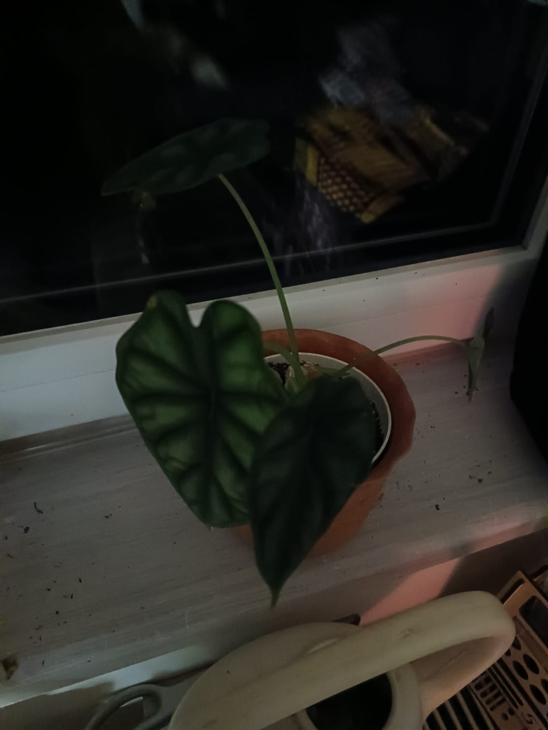 Customer photo review of ALOCASIA CUPREA RED SECRET