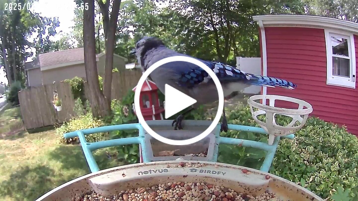 Customer video review of Birdfy Feeder - AI-Powered Smart Bird Feeder with Camera