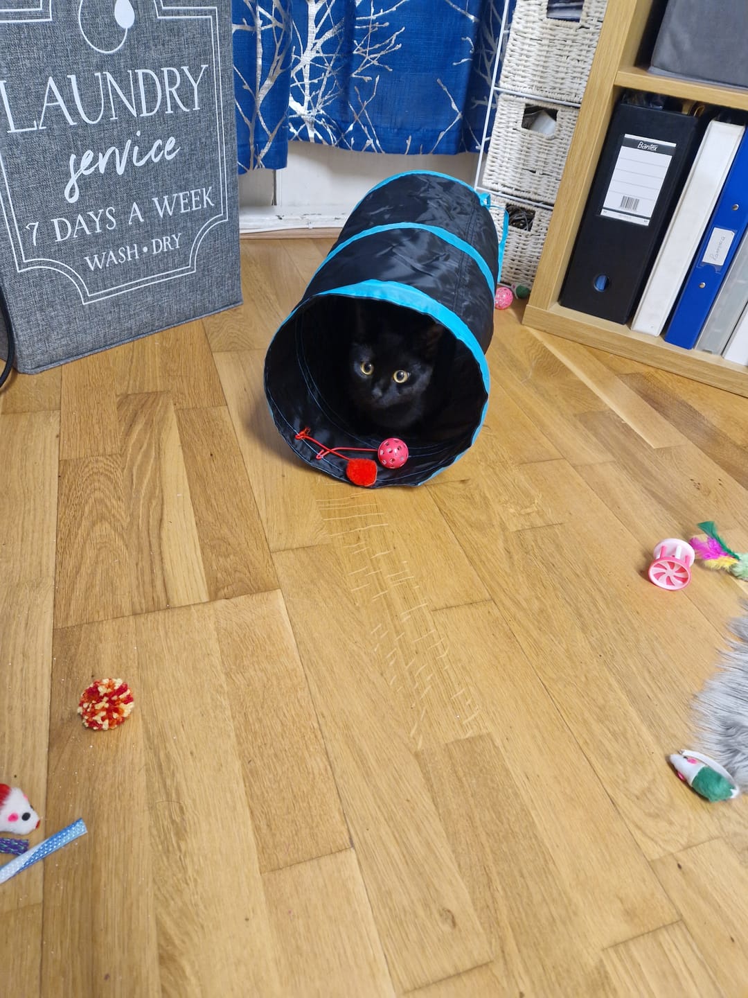 Customer photo review of Whisker Wonders Toy Bundle