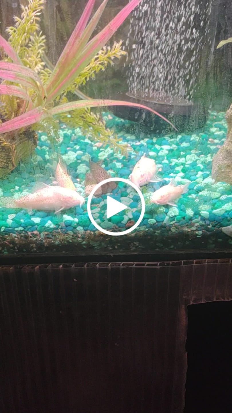 Customer video review of Northfin Kelp Wafers 14mm