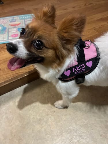 Customer photo review of FunFunPet 高機能ハーネス（お名前タグ作成サービス付き）