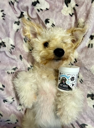 Customer photo review of Tear Stain Eye Wipes for Dogs 100 Pre-soaked & Biodegradable Wipes