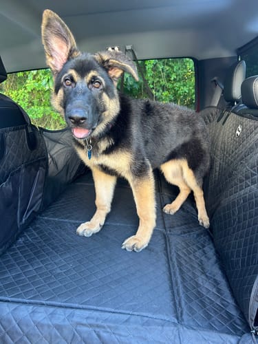 Customer photo review of NEW Waterproof Hard Bottom Car & Truck Seat Foldable Hammock Cover With Storage Pockets, Side Flaps, Headrest Straps, Seat Anchors, & Mesh Window (+FREE SAFETY BELT!)