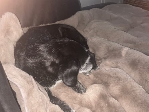Kundenbewertung mit Foto zu CAILY | Hundedecke & Sofaschutz – Wasserdicht, waschbar & super weich