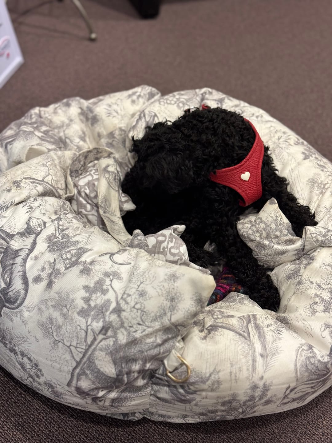 Customer photo review of DIOARA DESIGNER DOG CAR SEAT FOR SMALL DOGS