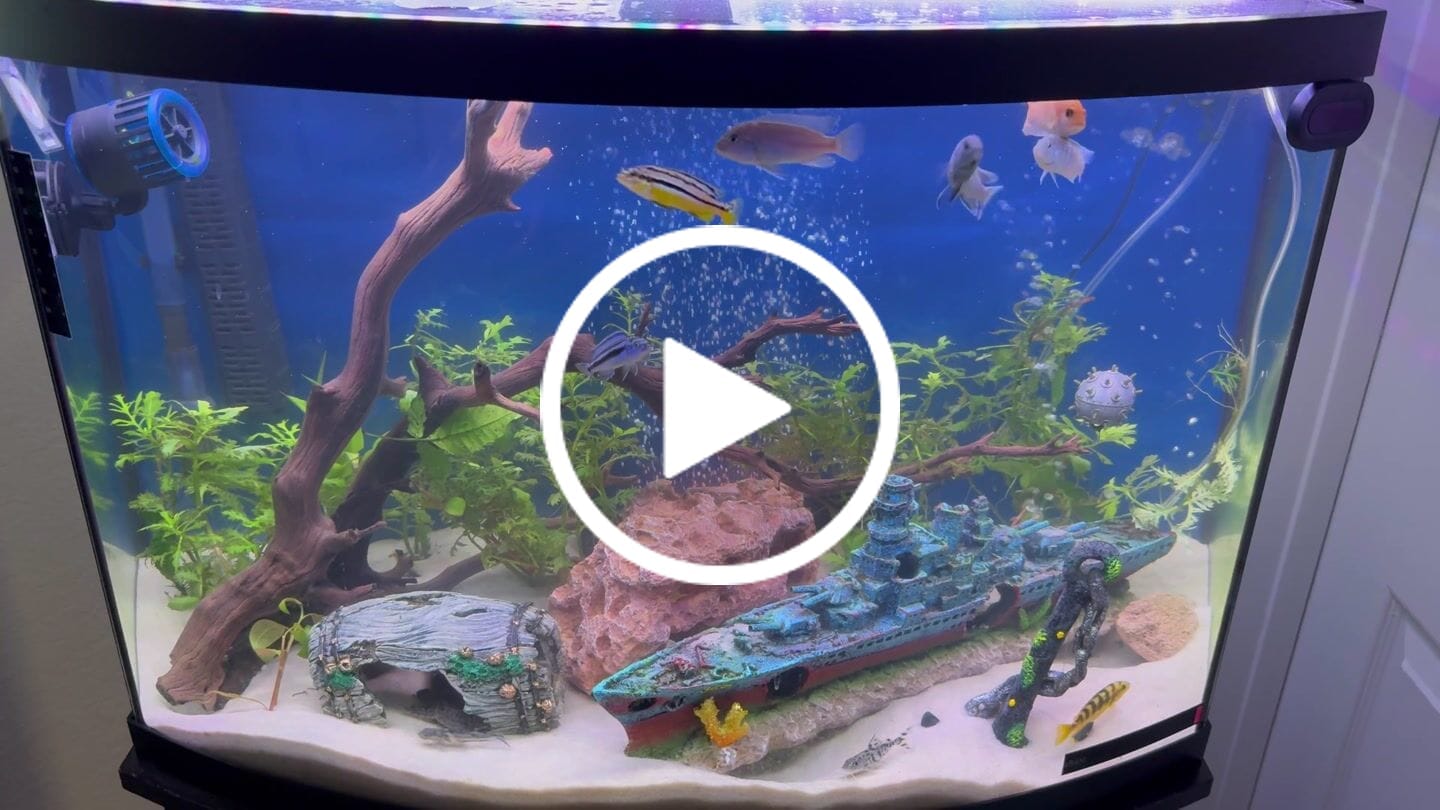 Customer video review of Water Wisteria (Hygrophila difformis)