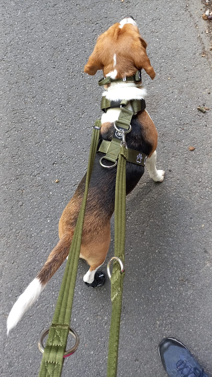 Customer photo review of Training Anti Pull TRI-Harness® | M-XL Breeds - Khaki