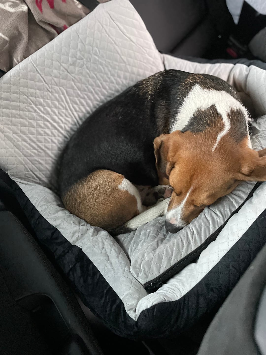 Customer photo review of Pet Perfect Luxe Autostoel Hond - Hondenmand Auto - Wasbaar