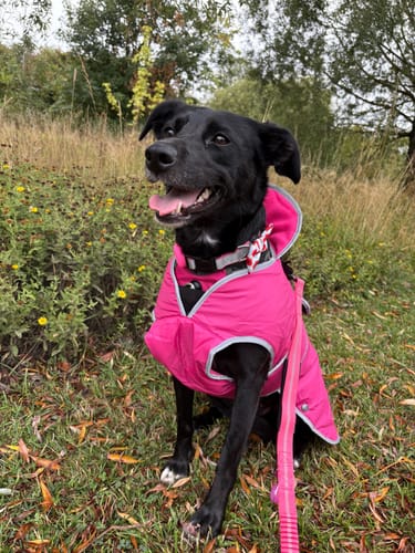 Customer photo review of STORM GUARD Dog Coat with Harness Hole