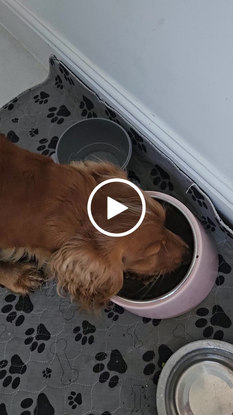 Customer video review of Original Beef - Adult Dry Dog Food 3Kg