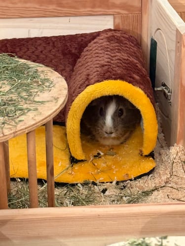 Customer photo review of 🏰🐹 Ecktunnel für Meerschweinchen – Kuschelversteck mit Stil!
