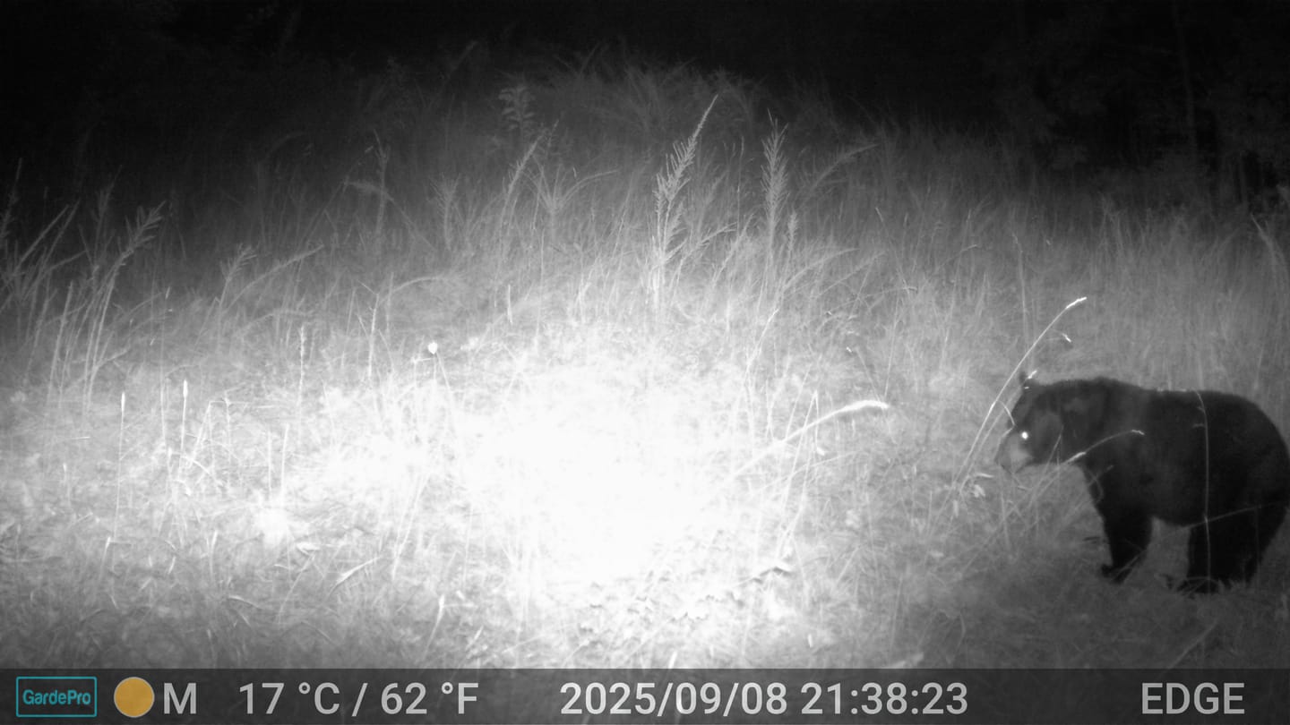 Customer photo review of GardePro A60 Non-Cellular Trail Camera