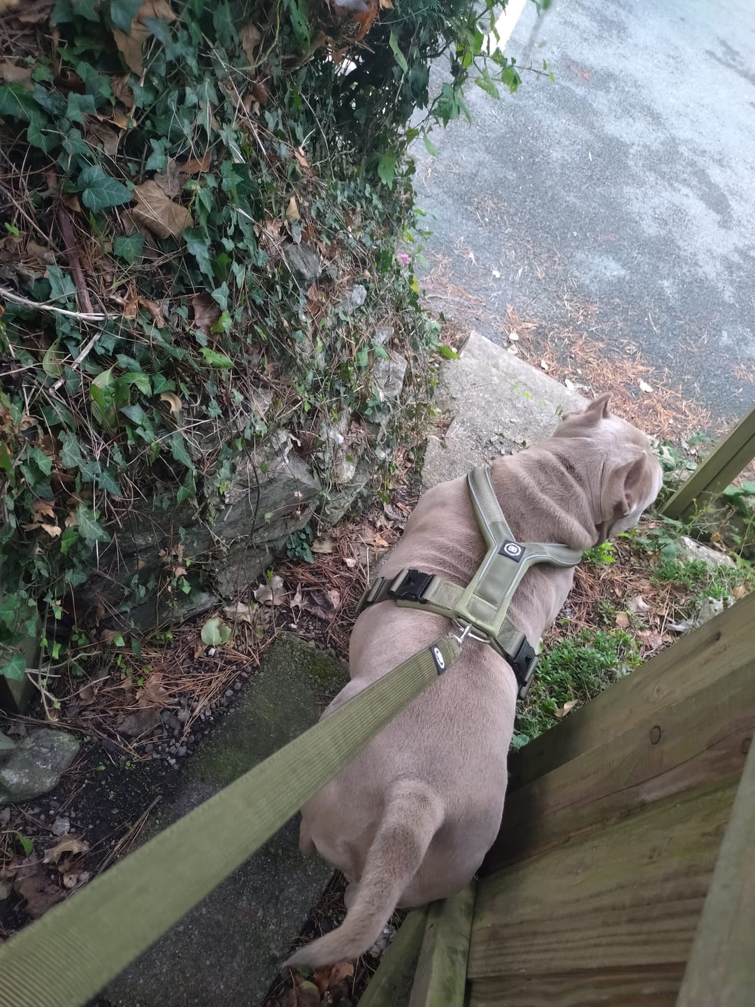 Customer photo review of Snap Hook Clasp Lead - Khaki
